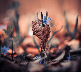 blue snowdrops growing through faded leaf