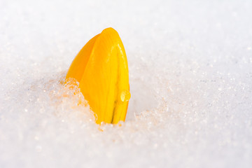 Yellow crocus flower in the snow