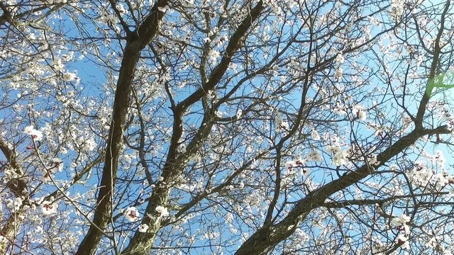 Flowering apricot tree on a background of blue sky