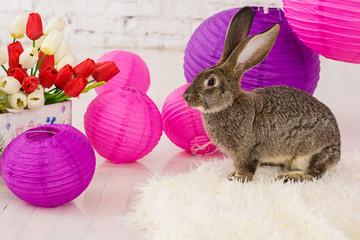 Easter rabbit in flowers
