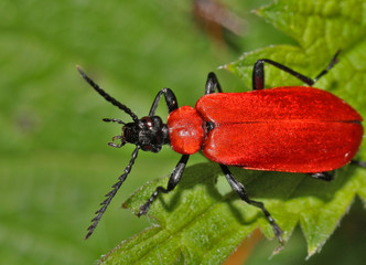 Red Lily Beetle on a leaf
