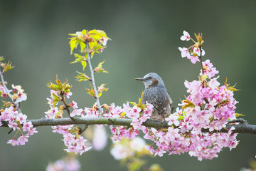 ヒヨドリと河津桜