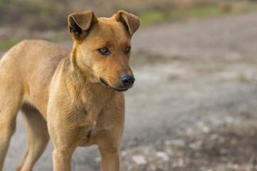 Outdoor portrait of stray female dog looking with stare