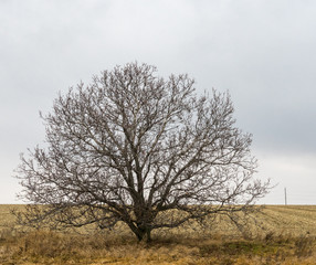 Lonely branchy walnut tree on an edge of agricultural fields in Ukraine