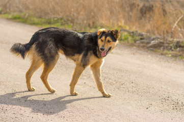 Positive stray dog walking on a street at sunny day