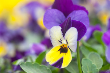 Violet, white and yellow pansy flowers in the garden. closeup