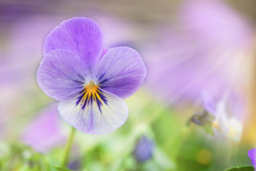 Sun rays on violet pansy flower