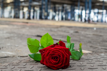 Rose am Boden