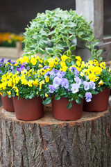 Fototapeta na wymiar Springtime garden full of violet and yellow violas