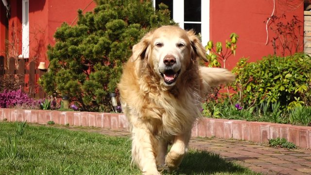 Golden Retriver