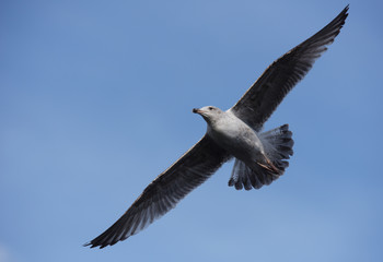 European Herring Gull, Larus argentatus