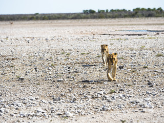 Junge Löwin (Panthera leo), Okaukuejo, Etosha Nationalpark, Namibia, Afrika