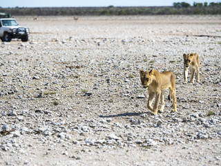 Junge Löwinen (Panthera leo) vor Touristenfahrzeug,   Okaukuejo, Etosha Nationalpark, Namibia, Afrika