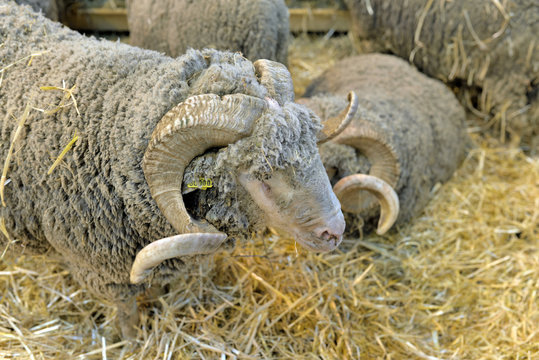 moutons en bergerie