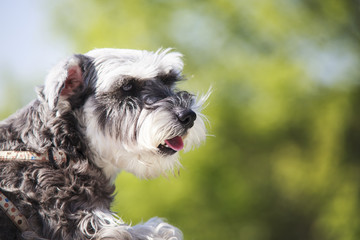 Sweet Schnauzer dog with funny ears smiles with nice background