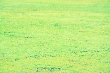 grass lawn background
