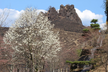 阿蘇　ラクダ山とコブシの花