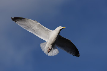 European Herring Gull, Larus argentatus