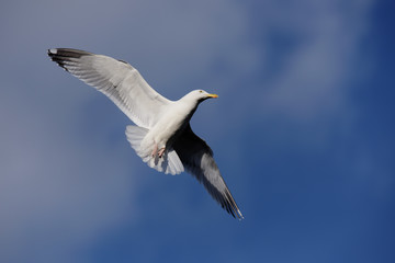 European Herring Gull, Larus argentatus
