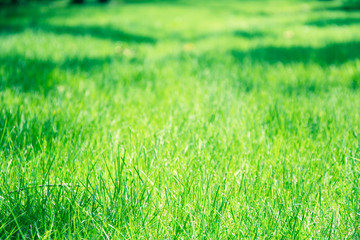 grass lawn background