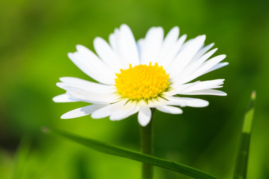 Beautiful spring daisy,floral background,macro photography