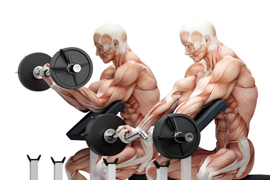 Biceps exercise with EZ curl bar. Anatomical illustration. Isola