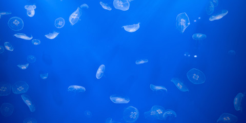 Jelly fish on blue background　ミズクラゲの群れ 青い背景