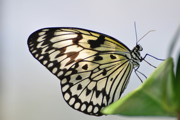 Fototapeta na wymiar Papillon en transparence