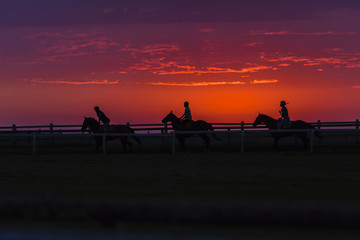 Fototapeta na wymiar Horses Riders Dawn Sunrise training track silhouetted.