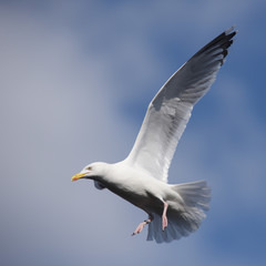 European Herring Gull, Larus argentatus