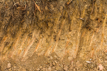 Dig the soil barren.