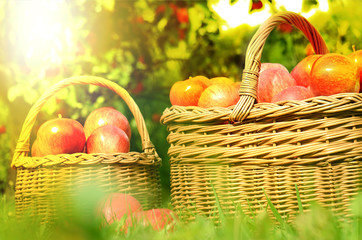Two wicker basket full of red apples at sunset