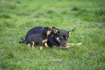 Cute puppy in green grass .