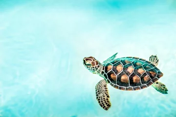Foto op Canvas Close up van schattige schildpad © Maciej Czekajewski
