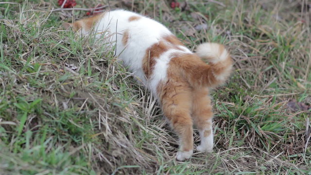 Cat hunting a mouse/Cat looks at grass hunting for the mouse