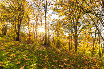 Obraz premium grassland in forest in seattle in morning