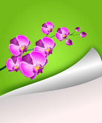 Paper sheet background with orchid