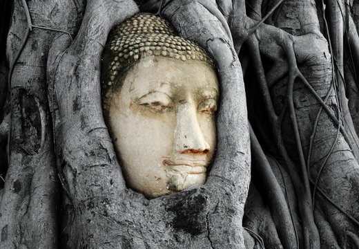 Head of Buddha Statue with the Tree Roots at Wat Mahathat, histo