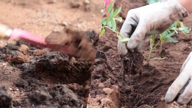 organic cultivation idea
