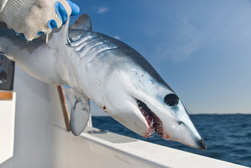Fototapeta premium A young mako shark being released from the side of a boat
