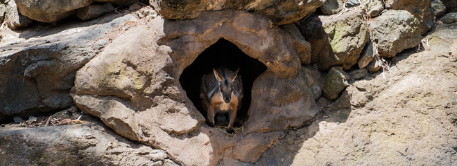 Kangaroo in a cave