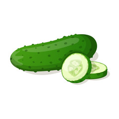 Cucumber isolated on white. Vector illustration