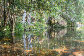 lagoon in the deep forest