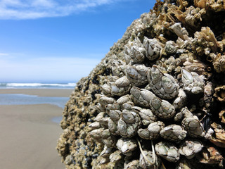 Pacific coast barnacles macro with ocean beach in background - landscape color photo