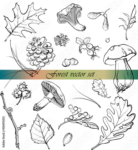 "forest vector set" Stock image and royalty-free vector files on Fotolia.com - Pic 106493053