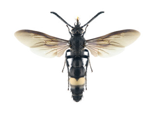 Wasp Scolia schrenkii (male)