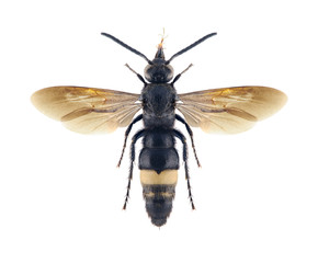 Wasp Scolia aenigmatica (male)