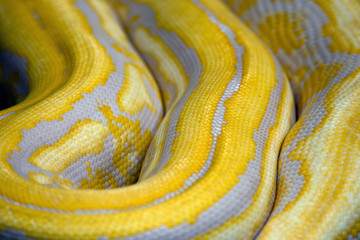 the texture of life Python Snake skin