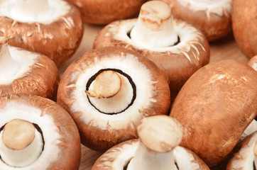 Champignon (True mushroom)