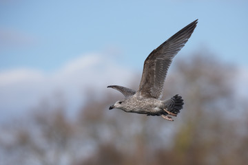 European Herring Gull, Larus argentatus